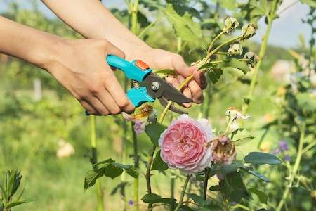 womans hands with secateurs cutting off wilted flowers on rose bush